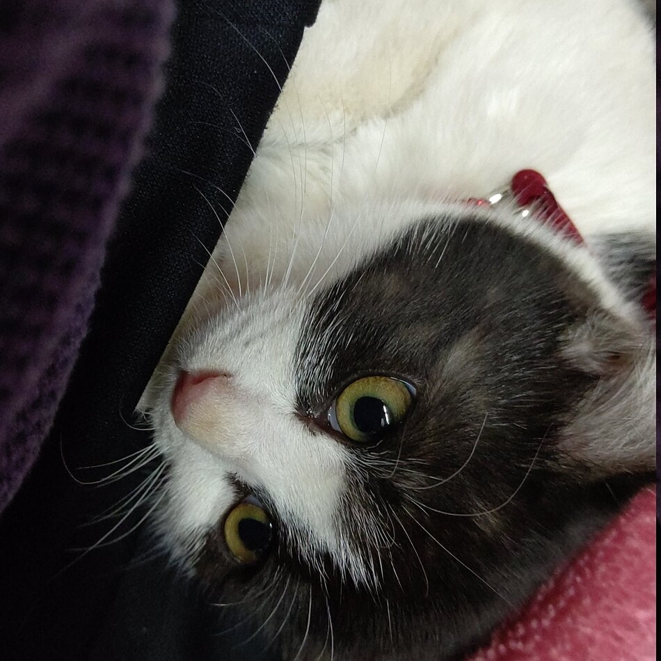 うちゅうのカバー写真