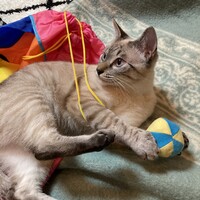 ゴールド