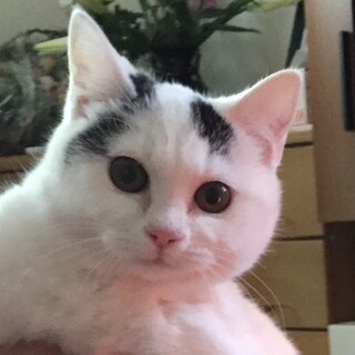 ふわもこの女の子6ヶ月