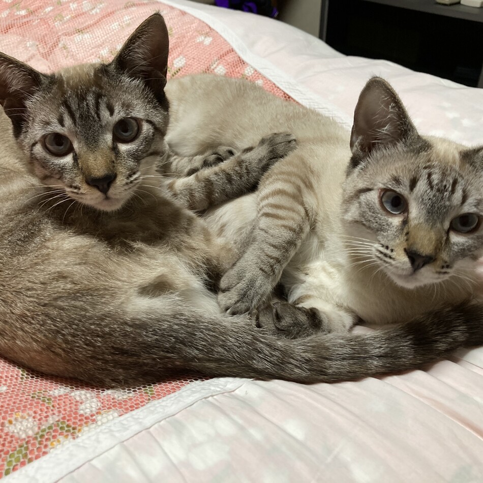 マリールのカバー写真