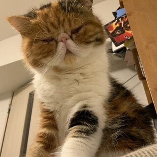 エキゾチック女の子