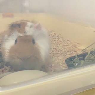 【里親決定】モルモット