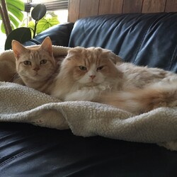 「なかよし」サムネイル2