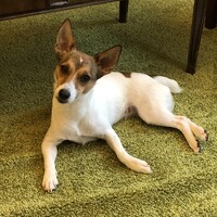 ジュリー