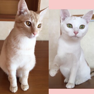 兄妹仲良く、待ってます