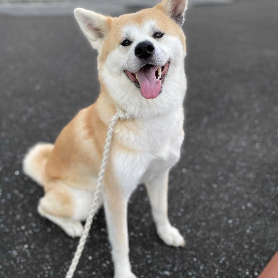 栗のカバー写真