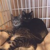 一旦停止お茶目なキジトラ風くん甘えん坊の黒猫来くん サムネイル7