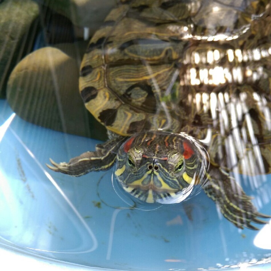 くるちゃんのカバー写真
