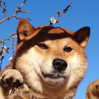 家庭犬まであと半歩、穏やかな男の子甘太郎