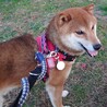 家庭犬まであと半歩、穏やかな男の子甘太郎 サムネイル3