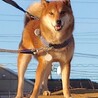 家庭犬まであと半歩、穏やかな男の子甘太郎 サムネイル4