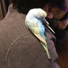 ズッキーヤ