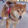 家庭犬まであと半歩、穏やかな男の子甘太郎 サムネイル7