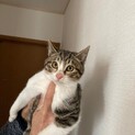 雑種　4ヶ月　オス