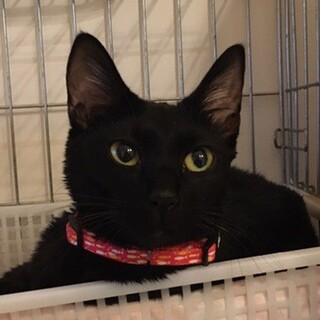 私だけのお膝が欲しい★美黒猫★１歳くらい