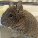 デグー　アグーチ　べた慣れオス