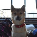 柴犬　お問い合わせ多数の為、募集は一時中止します。