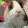 みょみょ