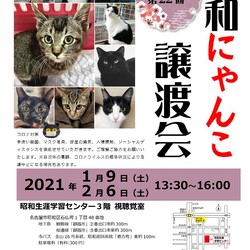 名古屋市昭和区★昭和にゃんこ譲渡会★
