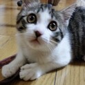 幸せを呼ぶ鍵しっぽの女の子