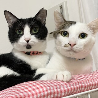 兄妹2匹を一緒に！人慣れ◎