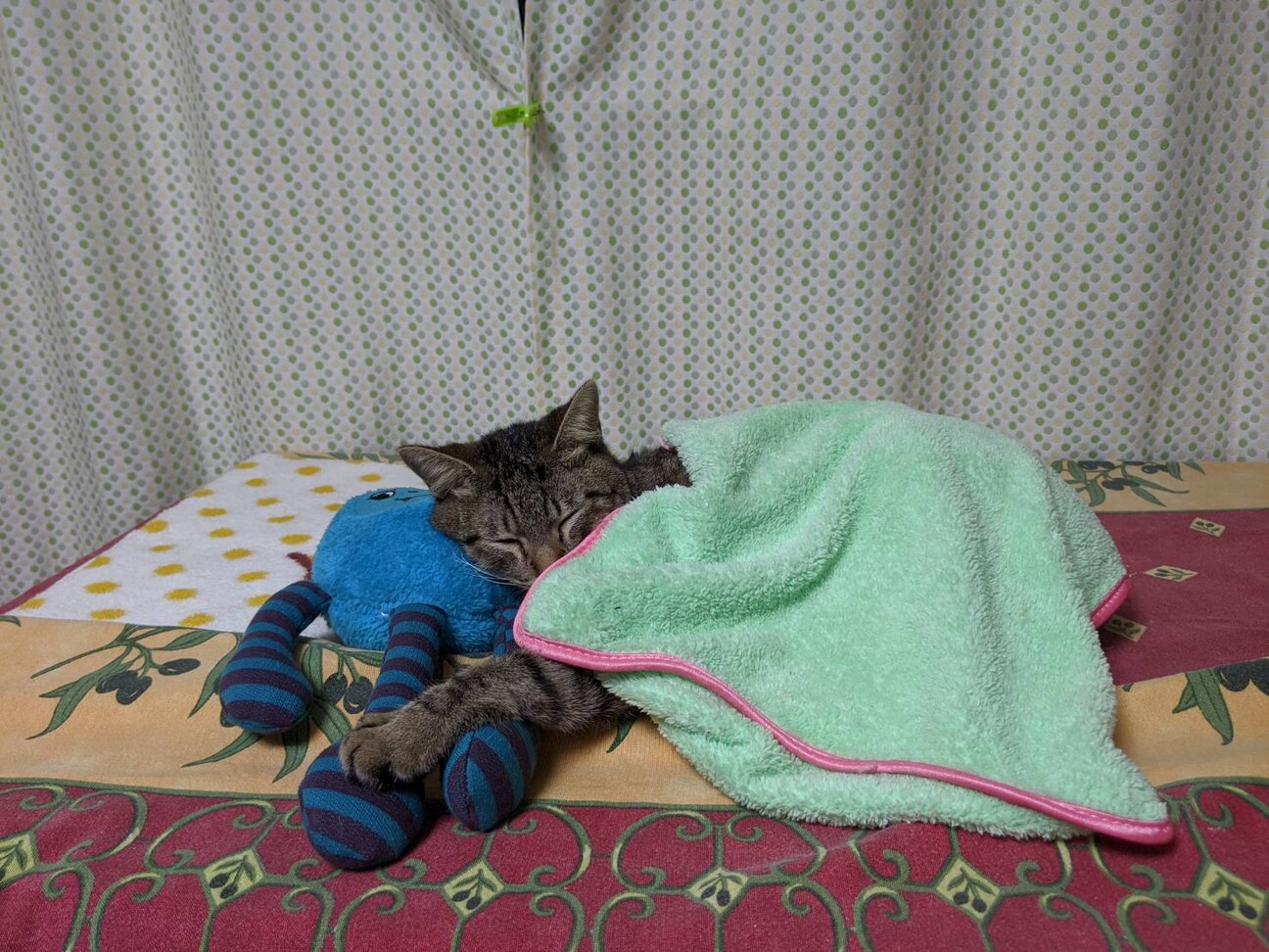 美形キジトラ　プリティーちゃん サムネイル4