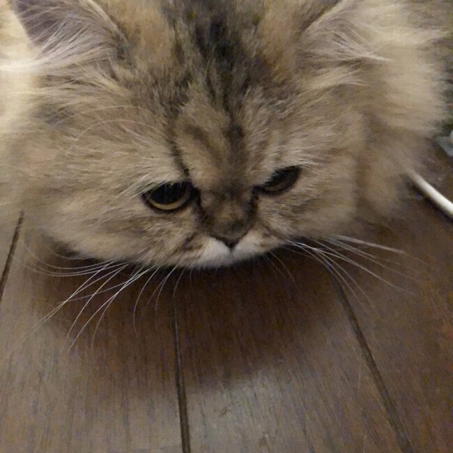 みかみあずきのカバー写真