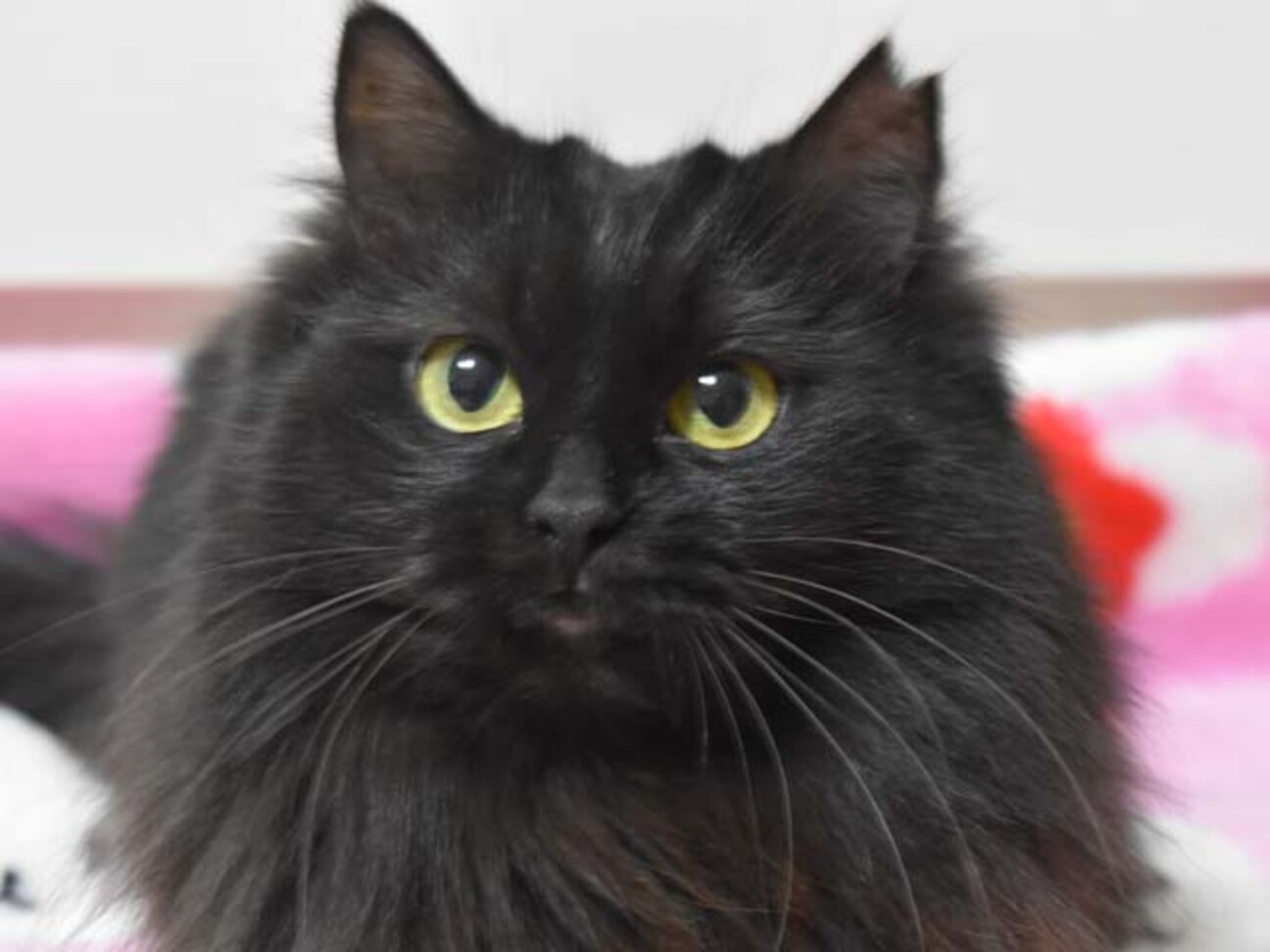 長毛黒猫の女の子 群馬県 猫の里親募集 3110 ペットのおうち 月間利用者150万人