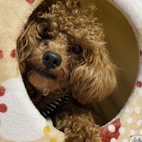 ココちゃん