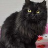 長毛黒猫の女の子