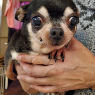 保護っこ♪ポチャちゃん♬里親絶賛募集中！