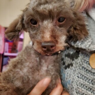 保護っこ♪そばめし君♬里親絶賛募集中！