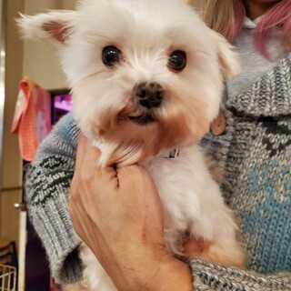 保護っこ♪おこりちゃん♬里親絶賛募集中！