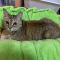 緊急里親募集中！