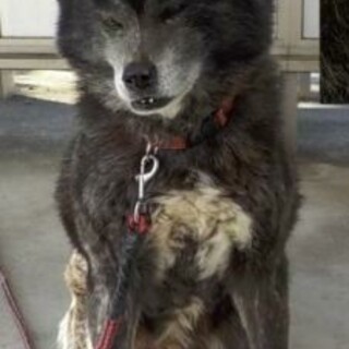 なつっこいのに顔が…