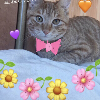 60歳前後大歓迎、ひょうきん兄妹7〜9ヶ月