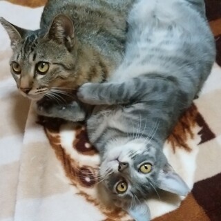 仲良し２匹組！「パトラ」と「ショコラ」