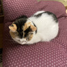 しょおちゃん