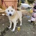 柴気質です