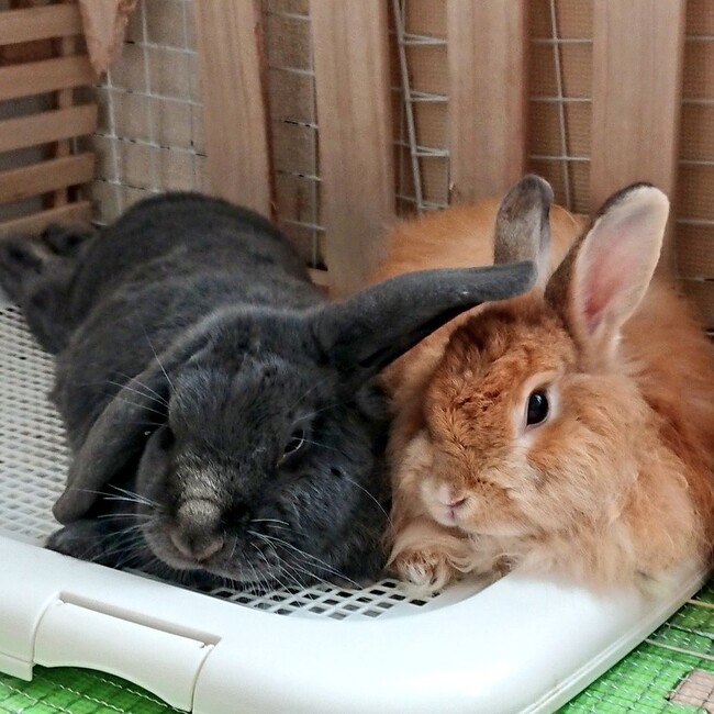 走(ラン) 保護っ子応援隊のカバー写真