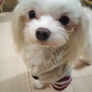 募集停止とさせて頂きます。