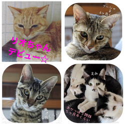 ねこの譲渡会in浜松