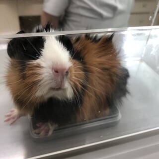 林に捨てられていたモルモット子♂1