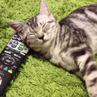 甘えん坊の アメショーの ミュウちゃんです