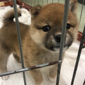 ☆ヘルニア治療の為、募集を停止しております☆