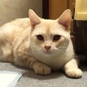 ミルクティー！甘えん坊のムギちゃん
