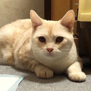 ミルクティー！甘えん坊のムギちゃん