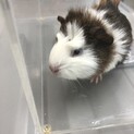 林に捨てられていたモルモット子♀2匹