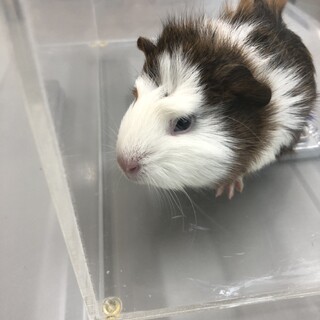 林に捨てられていたモルモット子♀2匹