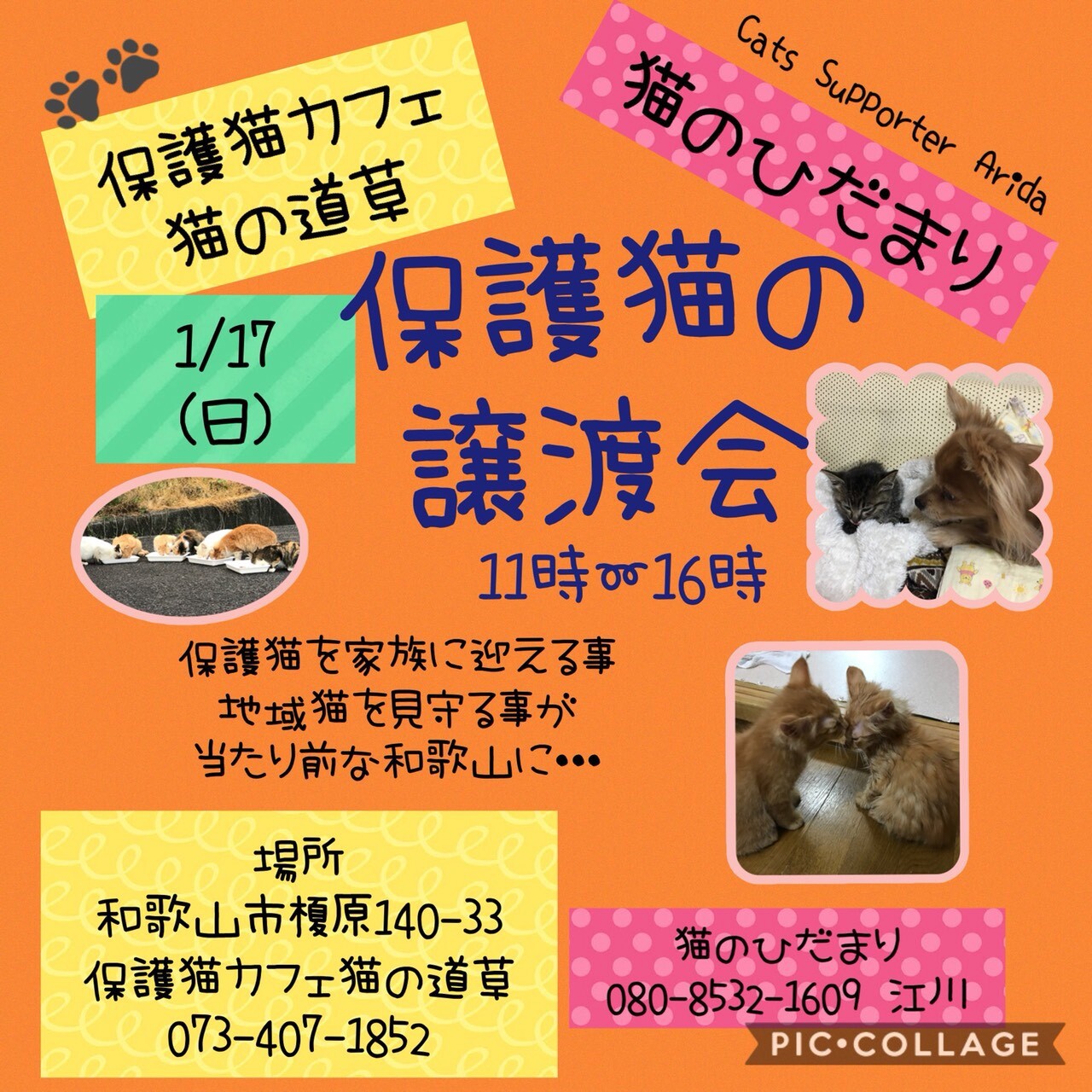 猫の道草 Amp 猫のひだまり 保護猫カフェ 猫の道草 のイベント ペットのおうち 月間利用者150万人 猫の道草 Amp 猫のひだまり 保護猫カフェ 猫の道草 のイベント ペットのおうち 月間利用者150万人